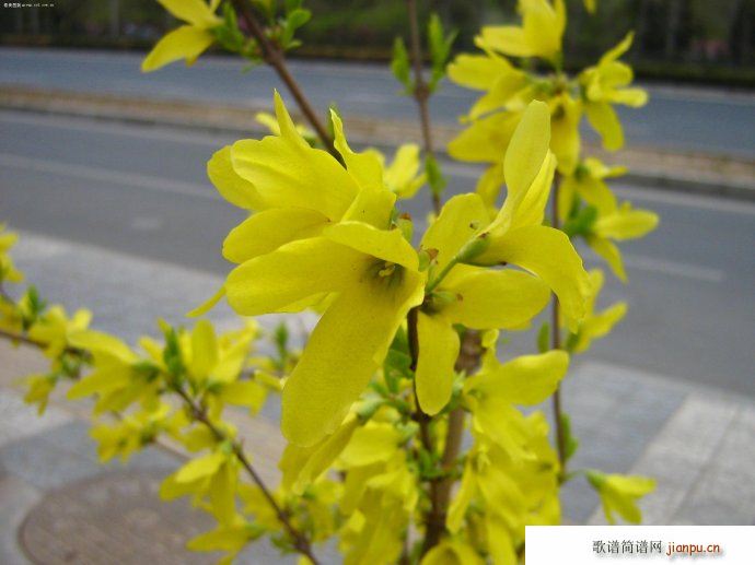 (l ) ӭ(ָV)5